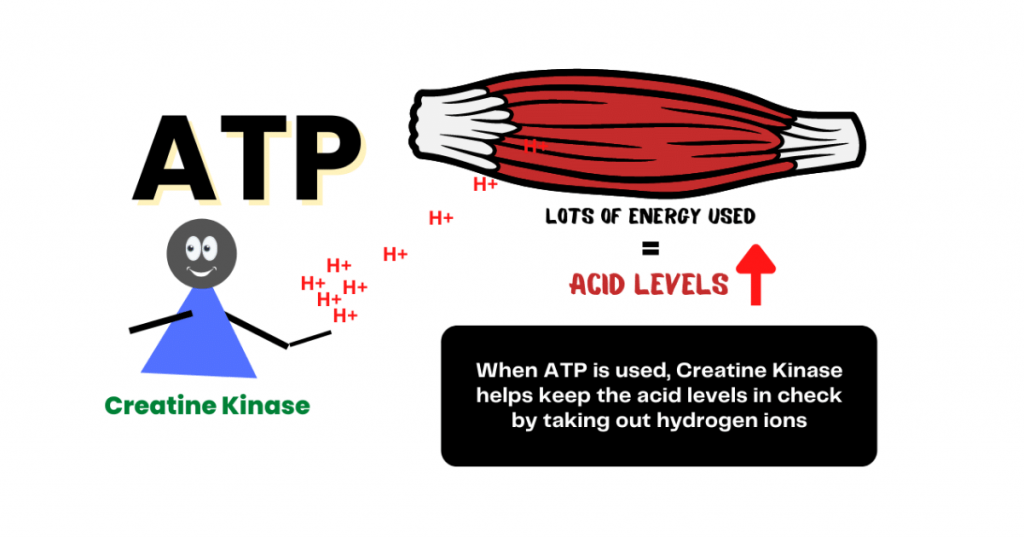 What-Is-Creatine-Should-You-Be-Taking-Creatine-pic-2