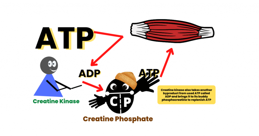 What-Is-Creatine-Should-You-Be-Taking-Creatine-pic-3