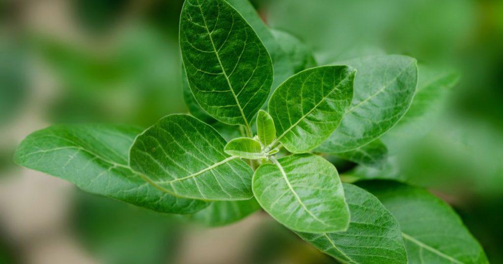 Ashwagandha-plant