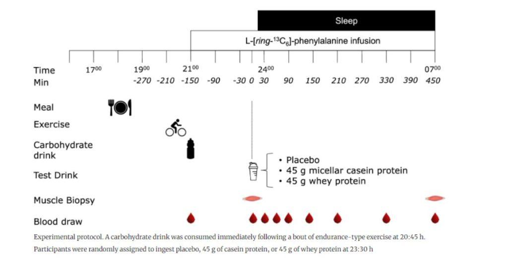 protein-before-bed-new-study-blood-samples-of-3-groups