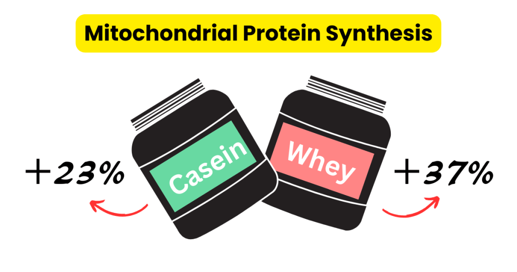 protein-before-bed-new-study-increase-in-mitochondrial-protein-synthesis-over-to-the-placebo