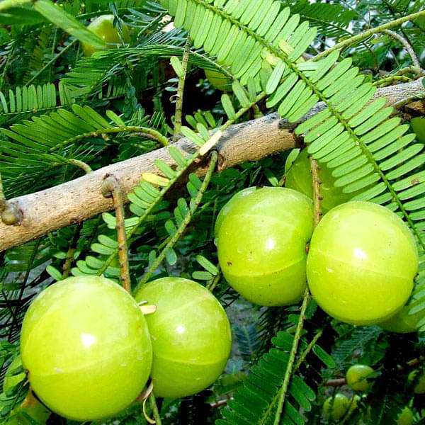 amla-fitnessexplain-dandruff